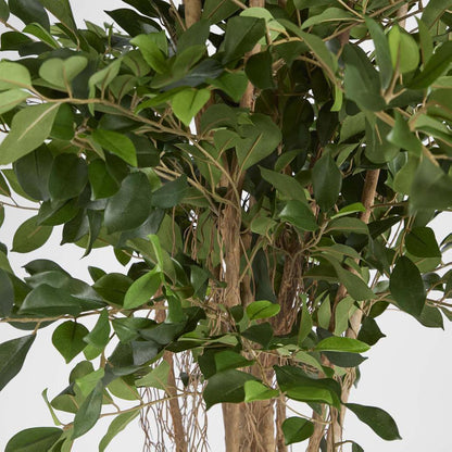 Ficus Retusa 1.8m, view 4