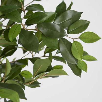 Ficus Retusa 1.8m, view 5