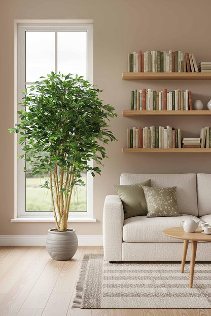 Ficus Retusa 1.8m, view 6