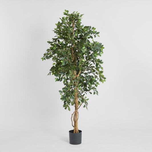 Ficus Retusa Bush Tree 1.8m | Luxury home decor and furniture by Home Decor & Co