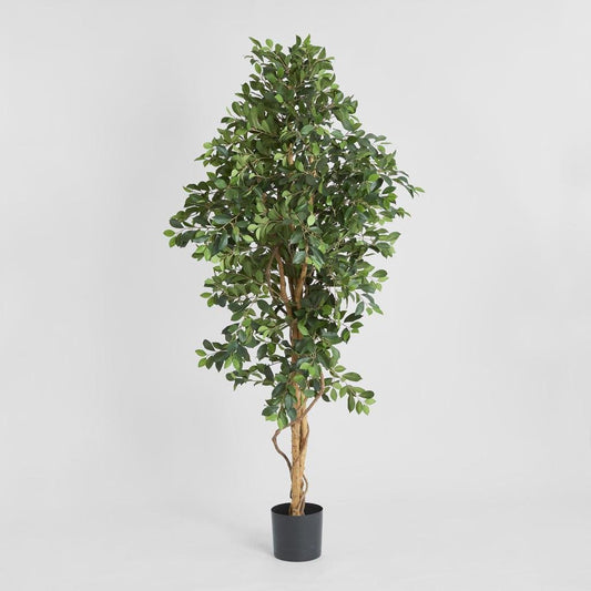 Ficus Retusa Bush Tree 1.8m, view 2