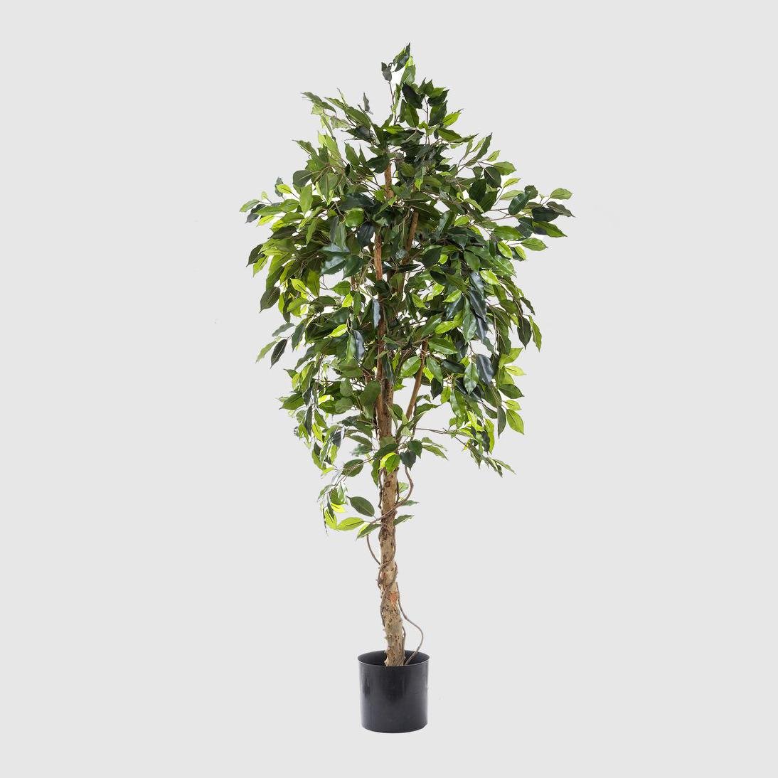 Ficus Vine Tree 1.8m | Luxury home decor and furniture by Home Decor & Co