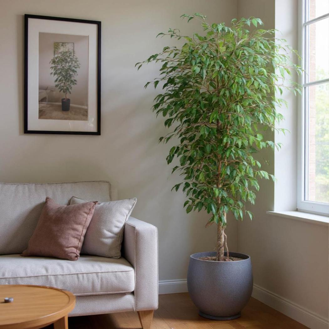 Ficus Vine Tree 1.8m | Luxury home decor and furniture by Home Decor & Co