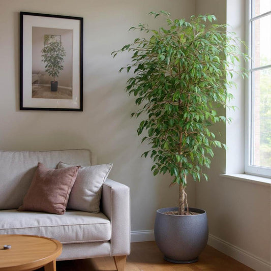 Ficus Vine Tree 1.8m, view 2