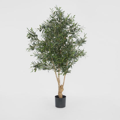 Olive Tree 1.5m, view 2