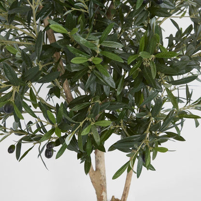 Olive Tree 1.5m, view 3