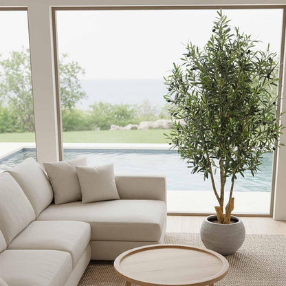 Olive Tree 1.5m, view 4