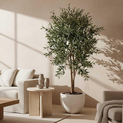Olive Tree 1.5m, view 5