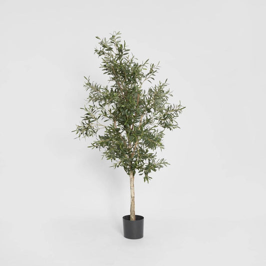 Olive Tree 1.7m | Luxury home decor and furniture by Home Decor & Co