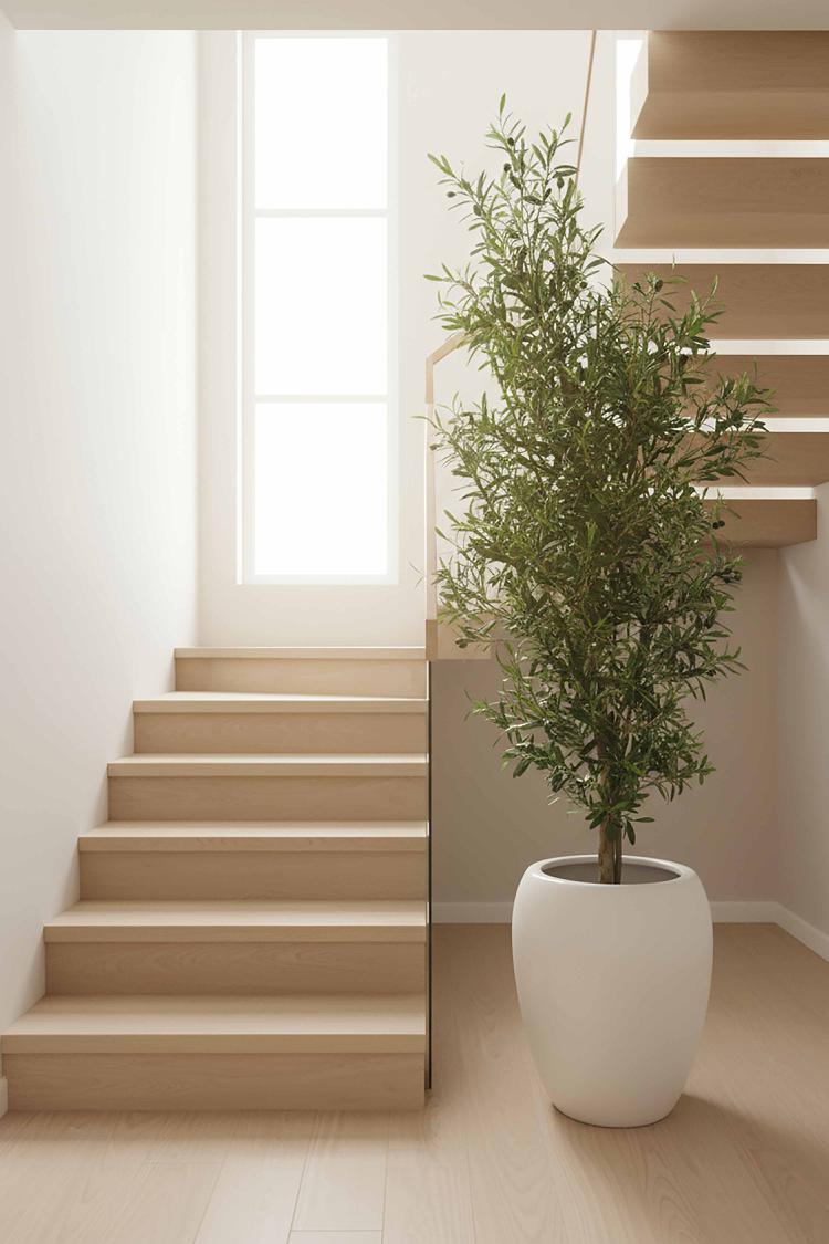 Olive Tree 2m