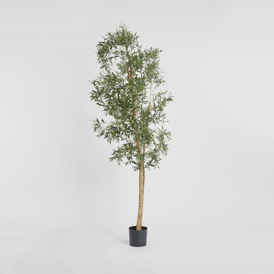 Olive Tree 2.4m, view 2