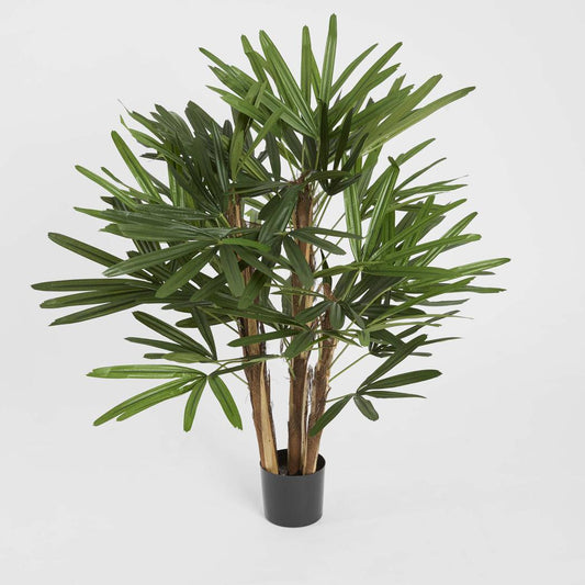 Raphis Palm 1m, view 2