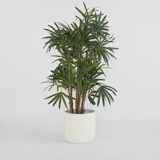 Raphis Palm Thin Leaf 1.6m, view 2