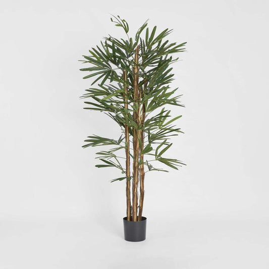 Raphis Palm Thin Leaf 1.7m | Luxury home decor and furniture by Home Decor & Co