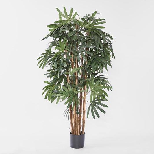 Raphis Palm Broad Leaf 1.8m | Luxury home decor and furniture by Home Decor & Co