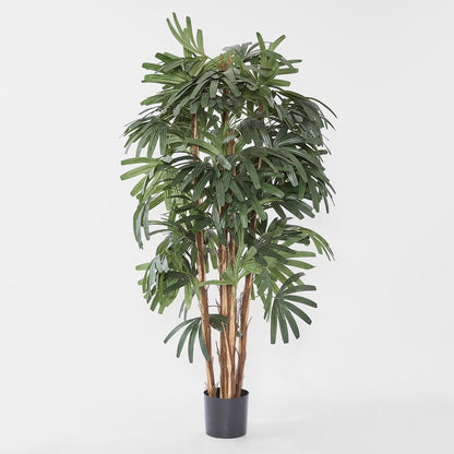 Raphis Palm Broad Leaf 1.8m, view 2