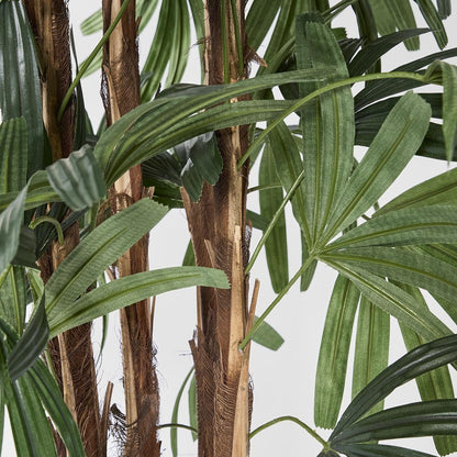 Raphis Palm Broad Leaf 1.8m, view 3