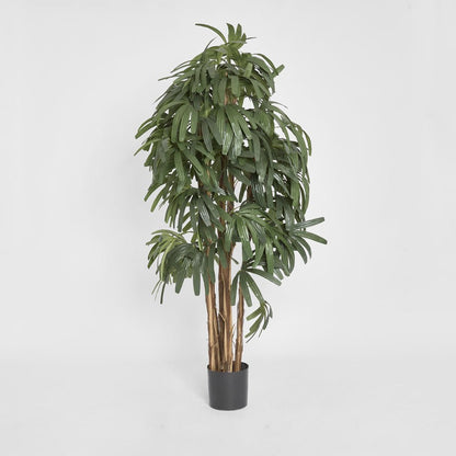 Raphis Palm Thin Leaf 1.8m, view 2