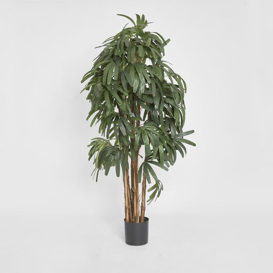 Raphis Palm Thin Leaf 1.8m, view 2