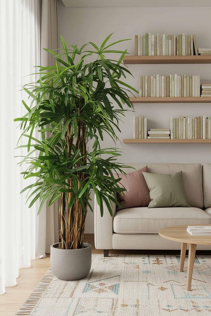 Raphis Palm Thin Leaf 1.8m, view 4