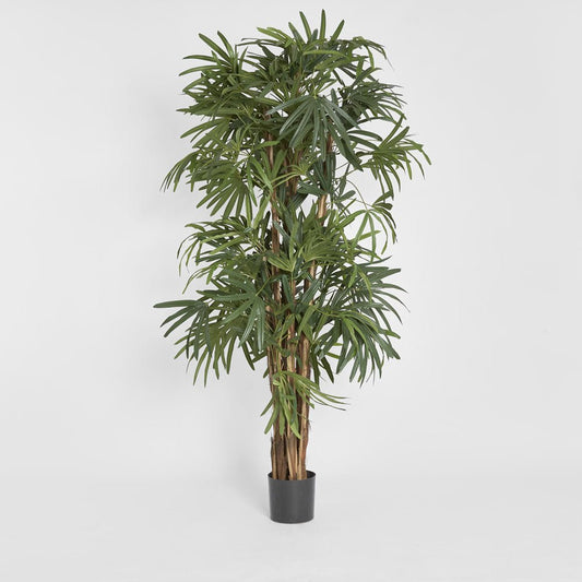 Raphis Palm Thin Leaf 2m | Luxury home decor and furniture by Home Decor & Co