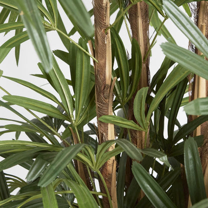 Raphis Palm Thin Leaf 2.4m, view 3