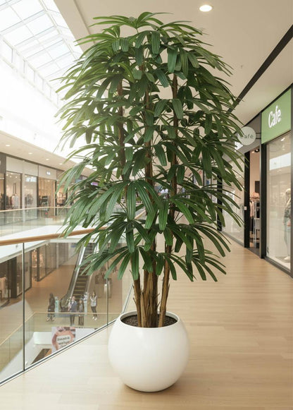 Raphis Palm Thin Leaf 2.4m, view 4