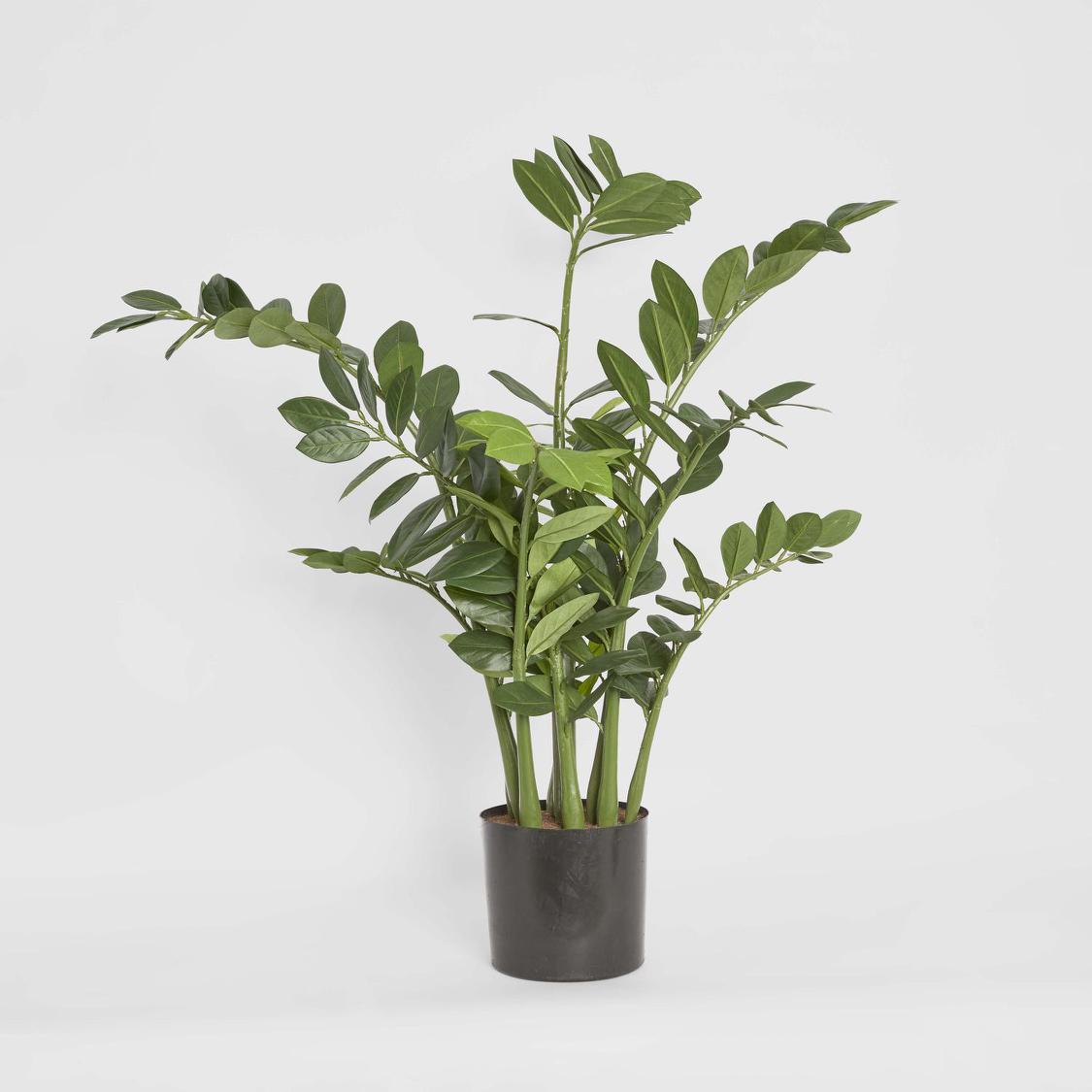 Smargago Plant 1.1m