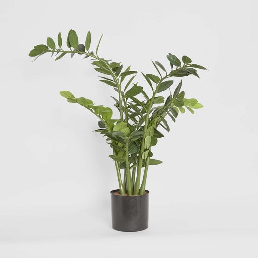 Smargago Plant 1.1m, view 2