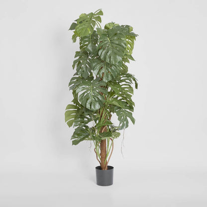 Split-Leaf Philodendron 1.5m, view 2