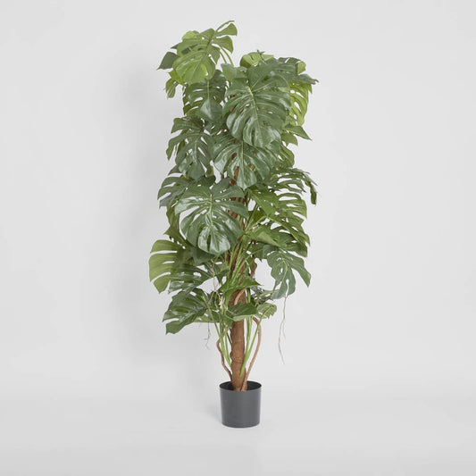 Split-Leaf Philodendron 1.5m, view 2