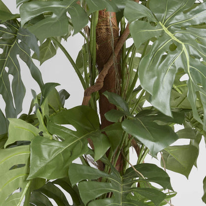 Split-Leaf Philodendron 1.5m, view 3
