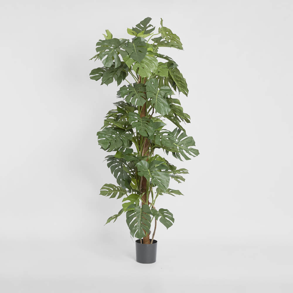 Split Leaf Philodendron 1.8m