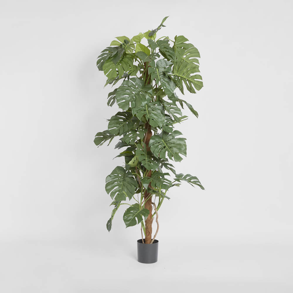 Split Leaf Philodendron 1.8m