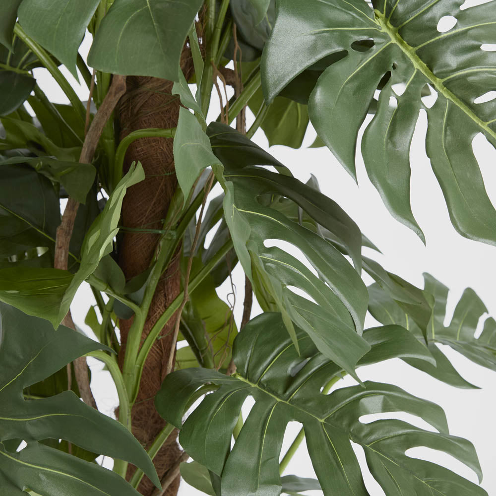 Split Leaf Philodendron 1.8m