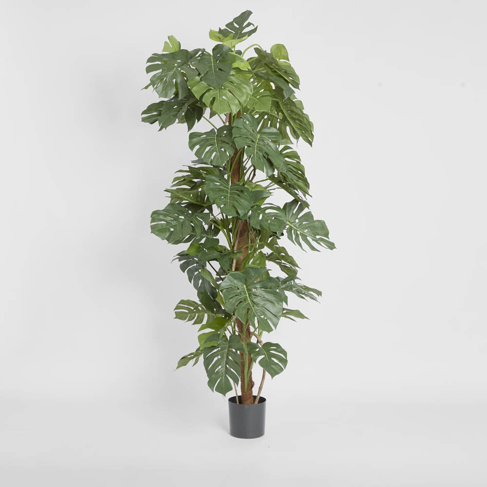 Split Leaf Philodendron 1.9m