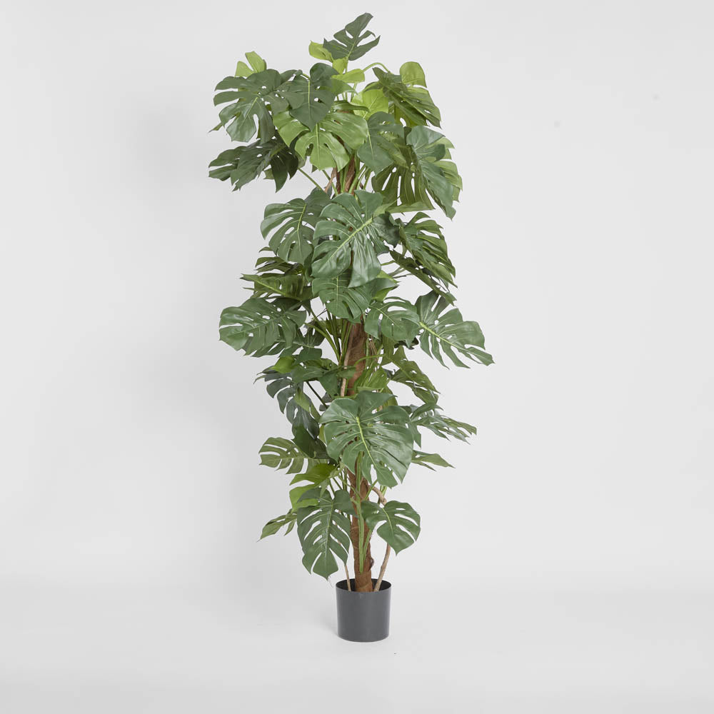 Split Leaf Philodendron 1.9m