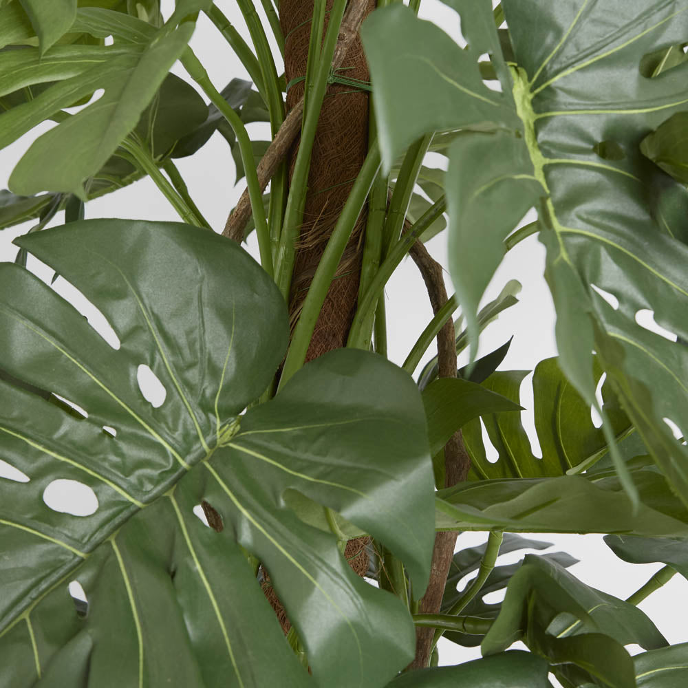 Split Leaf Philodendron 1.9m