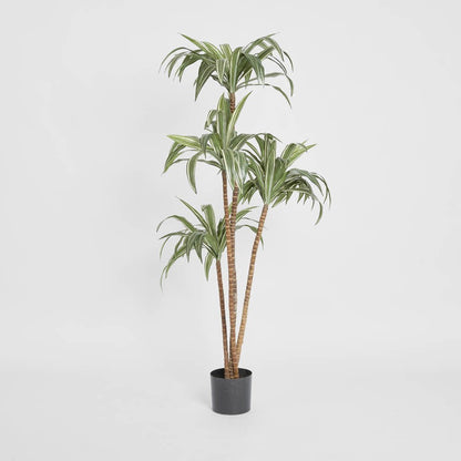 Variegated Dracaena 1.6m, artificial plant