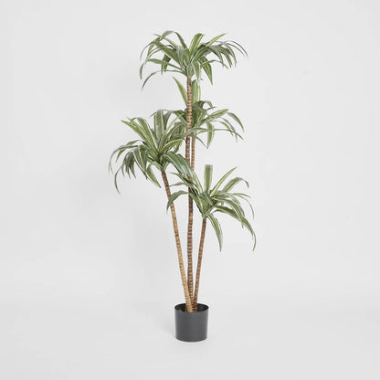 Variegated Dracaena 1.6m, view 2