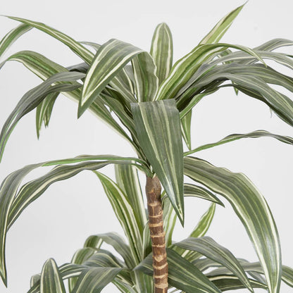 Variegated Dracaena 1.6m, view 3