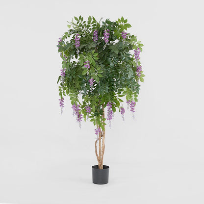 Wisteria Tree Purple 1.9m