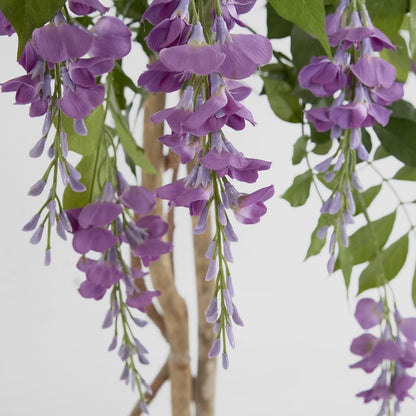 Wisteria Tree Purple 1.9m, view 3