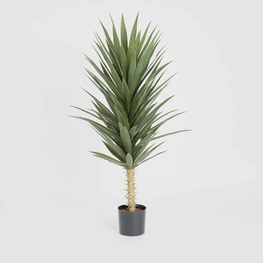 Yucca Plant 1.3m, view 2