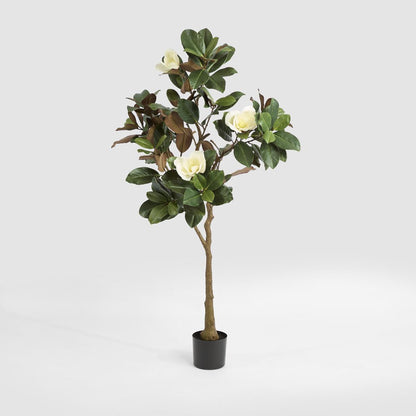 Potted Magnolia Tree 160cm