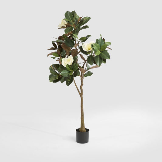 Potted Magnolia Tree 160cm, view 2