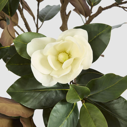 Potted Magnolia Tree 160cm, view 3