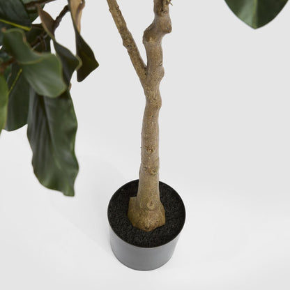 Potted Magnolia Tree 160cm, view 4