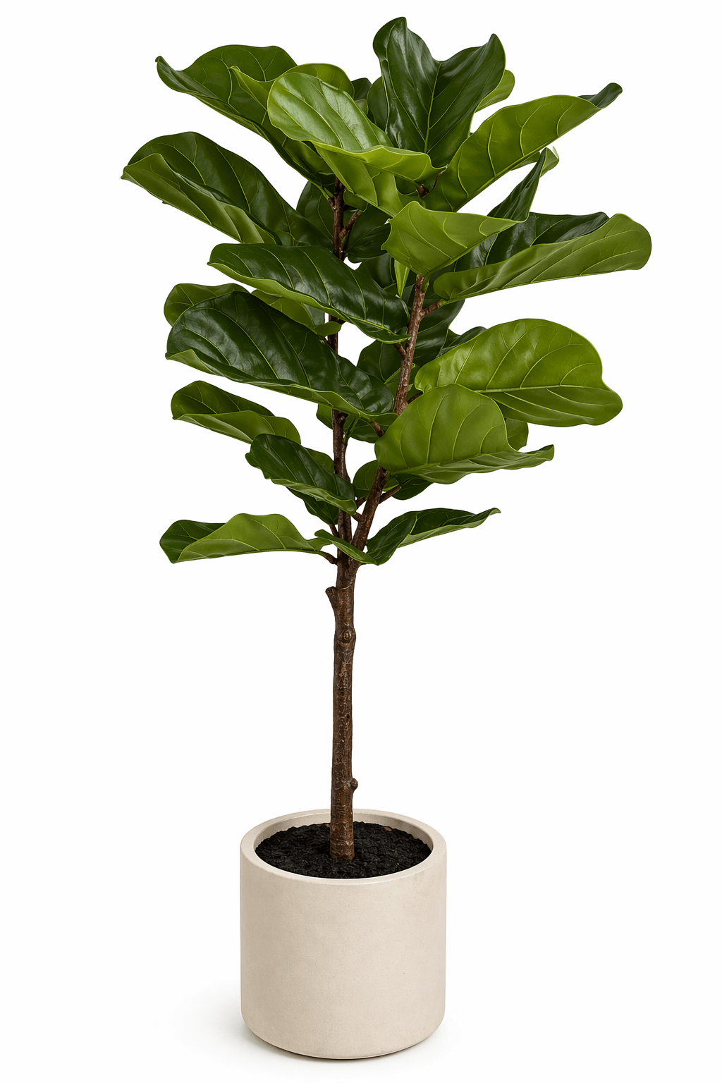Large Artificial Fiddleleaf Tree in Pot 130cm | Luxury home decor and furniture by Home Decor & Co