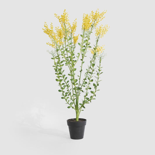 Mimosa bush 46cm in Black Pot | Luxury home decor and furniture by Home Decor & Co